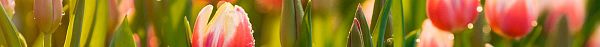Hoe verzorg ik tulpen en waar staan ze symbool voor?-1