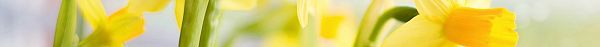 Hoe verzorg ik de narcis en waar staan ze symbool voor?-1