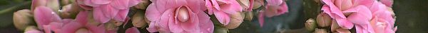 Hoe verzorg je een Kalanchoë? Lees er nu alles over!-1
