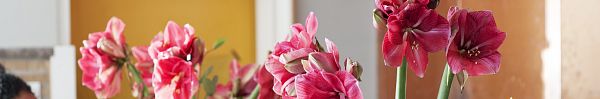Hoe verzorg ik de Amaryllis?-1